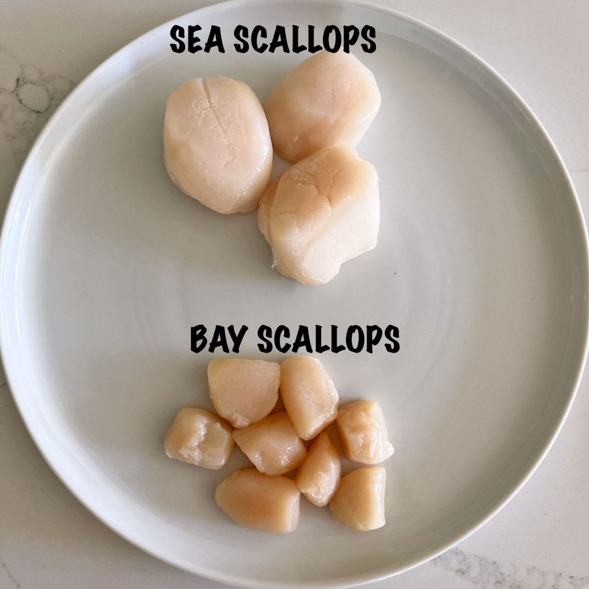 Sea scallops and bay scallops on a white plate, in a photo that demonstrates the difference in sizes.